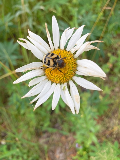 closeup view of a bee chafer Trichius fasciatus sitting in the center of a marguerite