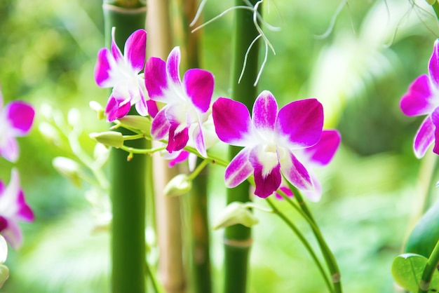 Closeup view of bloom of white purple and pink tropical orchid flowers Dendrobium Earsakul on green blurred background