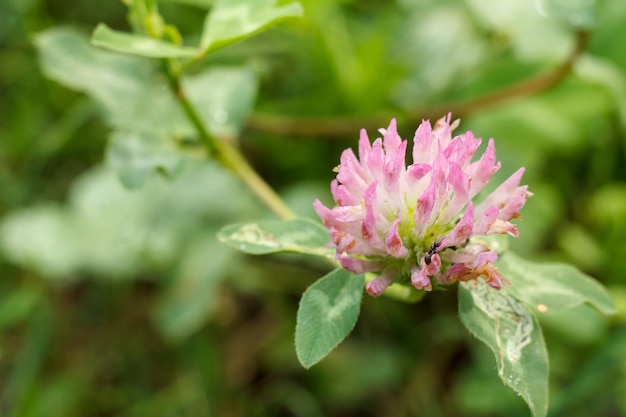 Closeup view of the blooming red clover or trefoil with green blurred background Top view