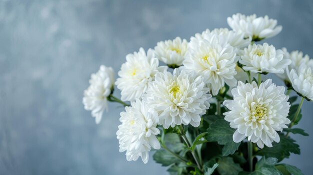 Photo a closeup view of a bouquet of white chrysanthemums their petals delicate and soft against a blurred blue background