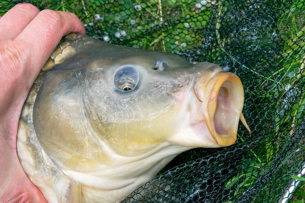 Closeup view of a carp head a caught carp lying in a landing net on the grass