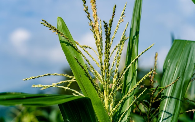 closeup view of corn at agricultural farmland