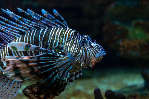 Closeup view of Devil firefish or lion fish swimming in aquarium