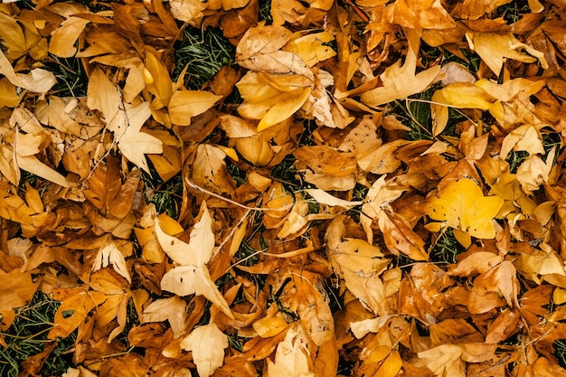 Photo a closeup view of fallen autumn leaves covering the ground