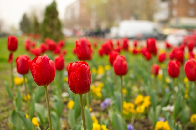 Closeup view of flowering poppies in a city park