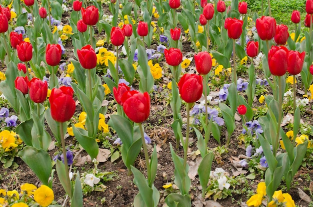 Closeup view of flowering poppies in a city park