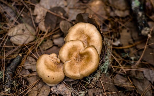 Closeup view of fresh wild mushroom at Rara Forest, Mugu, Nepal.