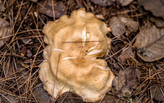 Closeup view of fresh wild mushroom at Rara Forest, Mugu, Nepal.