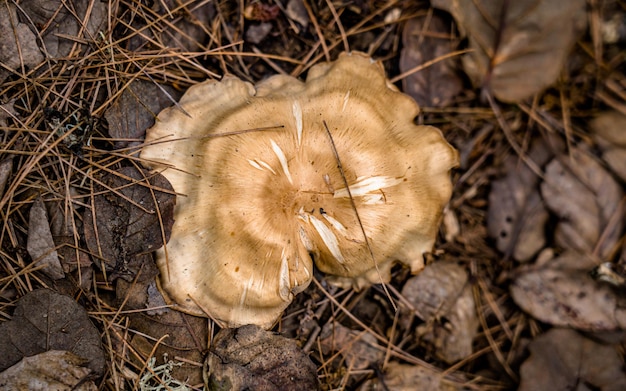 Closeup view of fresh wild mushroom at Rara Forest, Mugu, Nepal.