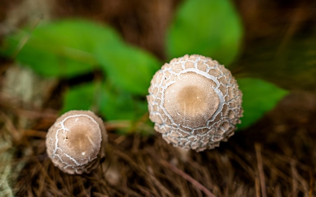 Closeup view of fresh wild mushroom at Rara Forest, Mugu, Nepal.