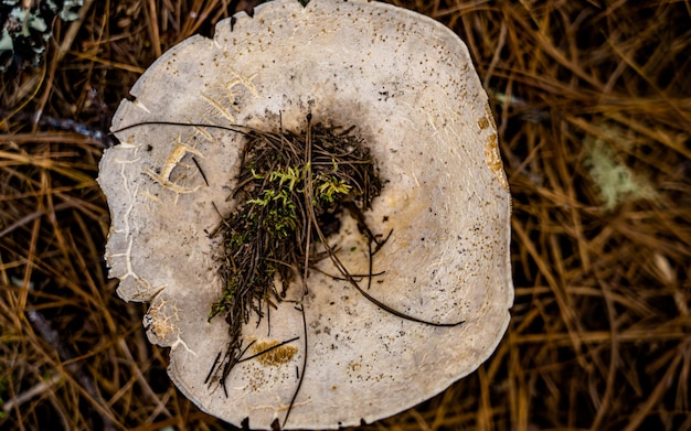 Closeup view of fresh wild mushroom at Rara Forest, Mugu, Nepal.