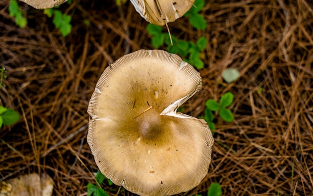 Closeup view of fresh wild mushroom at Rara Forest, Mugu, Nepal.