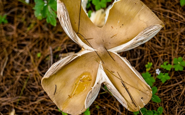 Closeup view of fresh wild mushroom at Rara Forest, Mugu, Nepal.