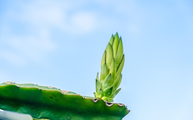 closeup view of green blossoming Dragan fruit.