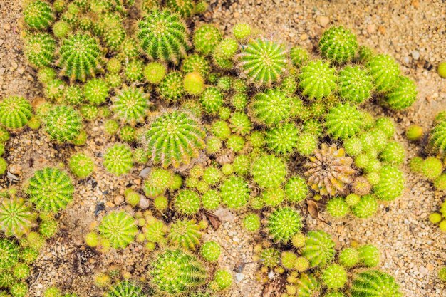 Closeup view of green cactus as a background, top view, texture