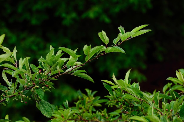 Closeup view of green garden shrubs with red berries growing outside in nature Uncultivated wild blooms in a colorful overgrown scenic landscape of a meadow or garden with copy space background