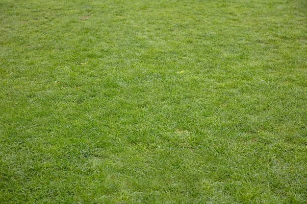 Closeup view of green grass backdrop background