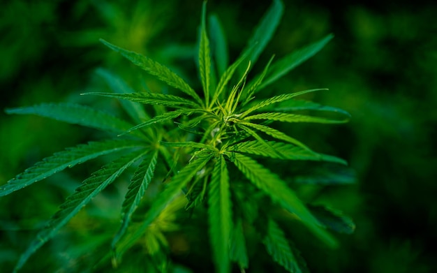 closeup view of green herbs leaf Marijuana