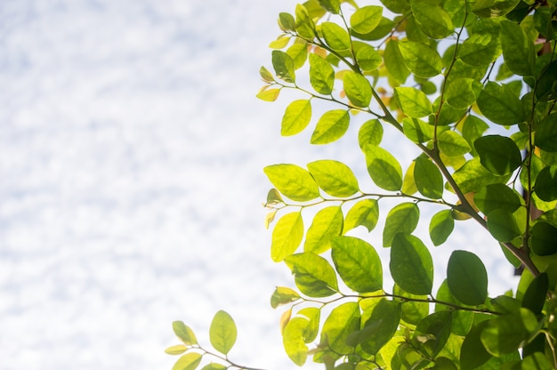 Closeup view of green leaves and sky Bokeh background and natural sunlight. 