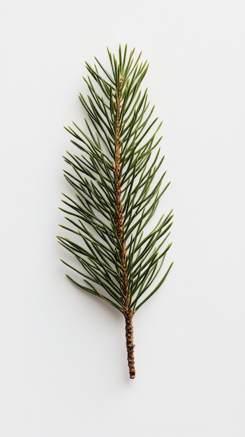 Closeup view of a green pine branch on a light background showcasing its needlelike leaves and natural texture