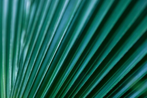 Photo closeup view of green tropical leaf as background