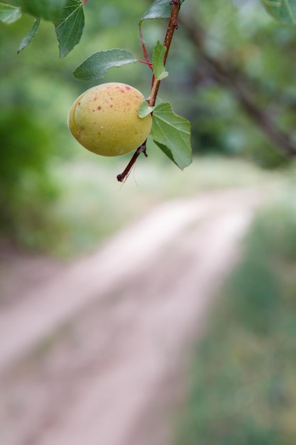 Closeup view of green unripe apricot on a tree in the countryside with a dirt road