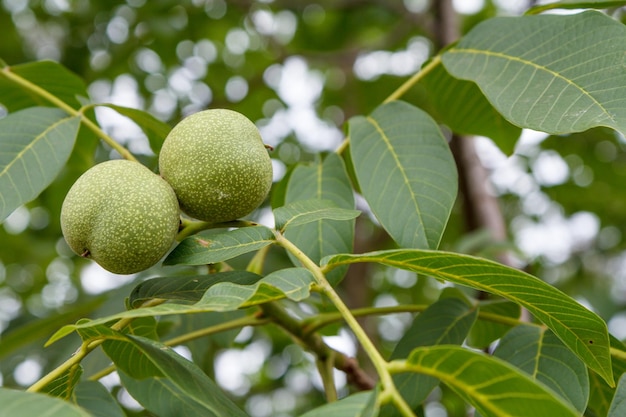 Closeup view of green unripe walnuts on a tree with an orchard on the blurred background