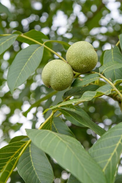 Closeup view of green unripe walnuts on a tree with an orchard on the blurred background