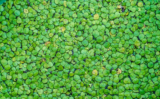 closeup view of greenery water fungus background .