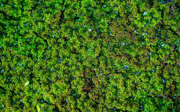 closeup view of greenery water fungus background .