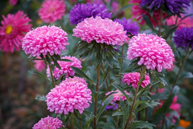 Closeup view of the heads of asters in the blurred natural background Shallow depth of field