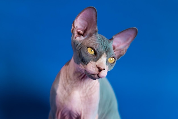 Closeup view of luxury kitten of Sphynx Hairless breed on blue background Front view