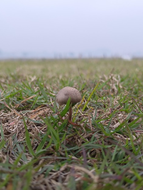 closeup view of mushroom in grass