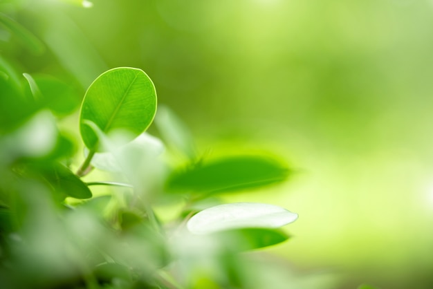 Closeup view of natural green leaf color under sunlight