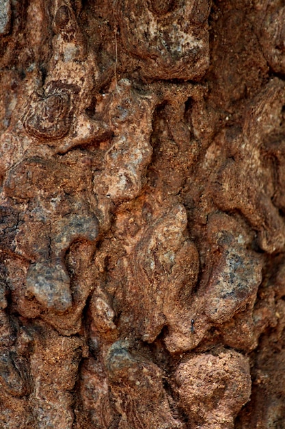 A closeup view of the neem bark texture