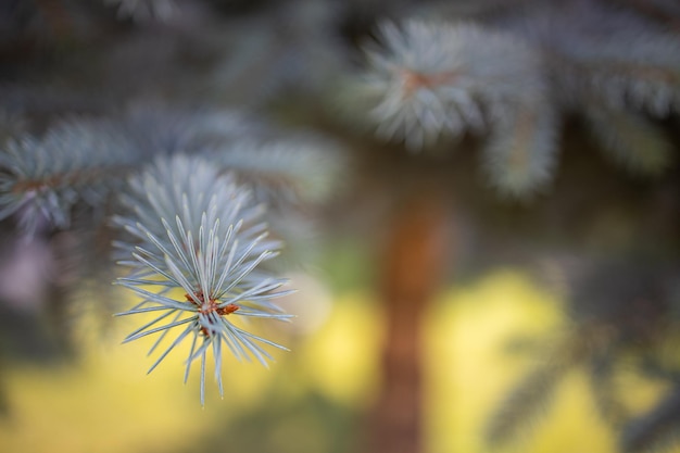 Closeup view of pine tree branches. Background with green needles and pinecone. Close-up of pine