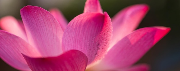 Closeup view of pink lotus flower and water droplets on lotus petals