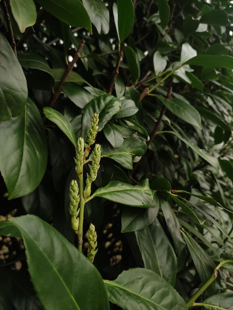 Closeup view of plant with green leaves wallpaper mobile photo vertical