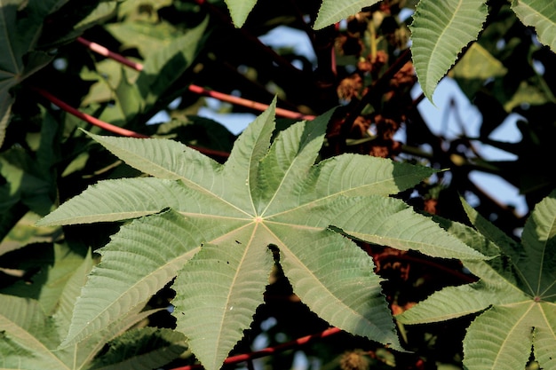 A Closeup view of a Ricinus Communis Leaf