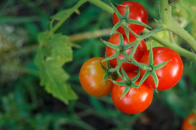 Closeup view of the ripe tomatoes growing in the greenhouse