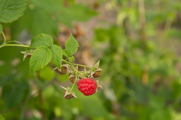 Closeup view of the ripe and unripe raspberries in the fruit garden Raspberry bush in summer day