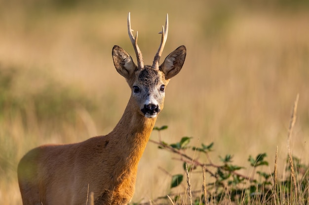 Closeup view of a roe deer alert buck facing camera on summer meadow