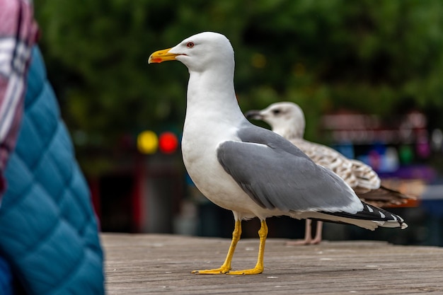 Closeup view of seagull in Istanbul city Turkey