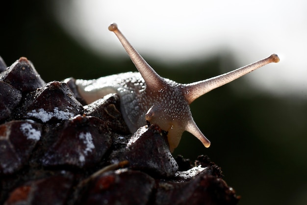 Closeup view of a snail on top of a pine tree fruit.