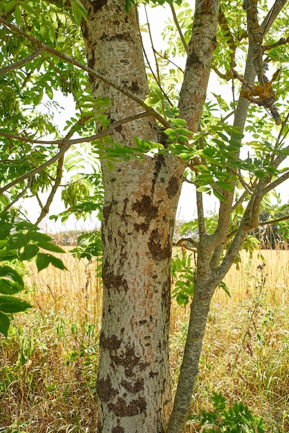 Closeup view of a tree trunk in a forest or rural countryside outdoors Scenic landscape with wooden texture of old bark and green leaves on a sunny day in a remote and peaceful meadow on a farm