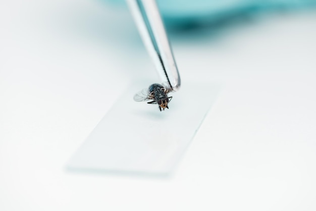 Closeup view of tweezers with fly and glass microscope slide during experiment in lab