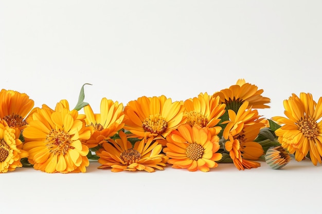 Closeup view of vibrant calendula flowers on white background