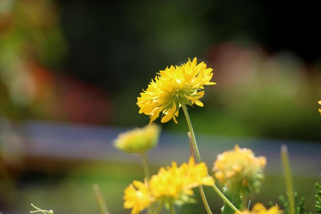 Closeup view of the wild plant flowers