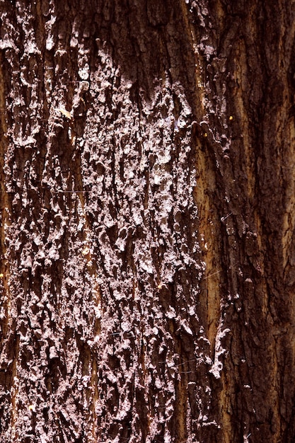 Closeup view of the wild tree stem