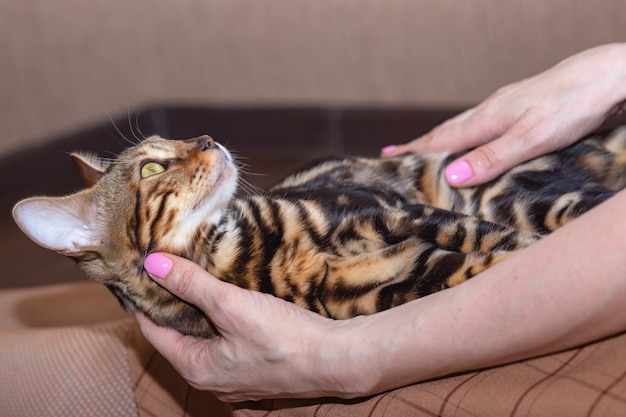 Closeup view, woman caress beautiful purebred bengal cat